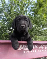 Jenny, a female Labrador Retriever for sale in Canon City, CO – 2 of 7