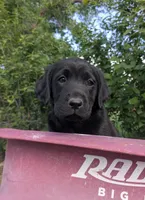 Jenny, a female Labrador Retriever for sale in Canon City, CO – 3 of 7