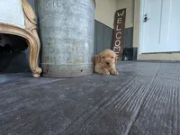 Rifle, a male Labrador Retriever for sale in Canon City, CO – 4 of 5