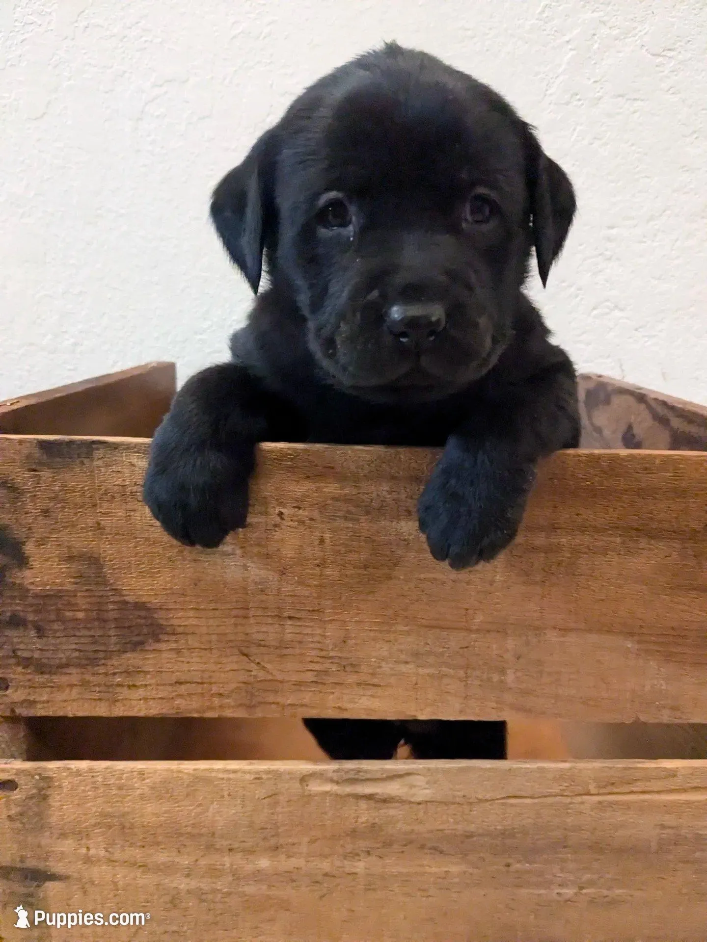 Carmody – Labrador Retriever puppy for sale in Canon City, CO