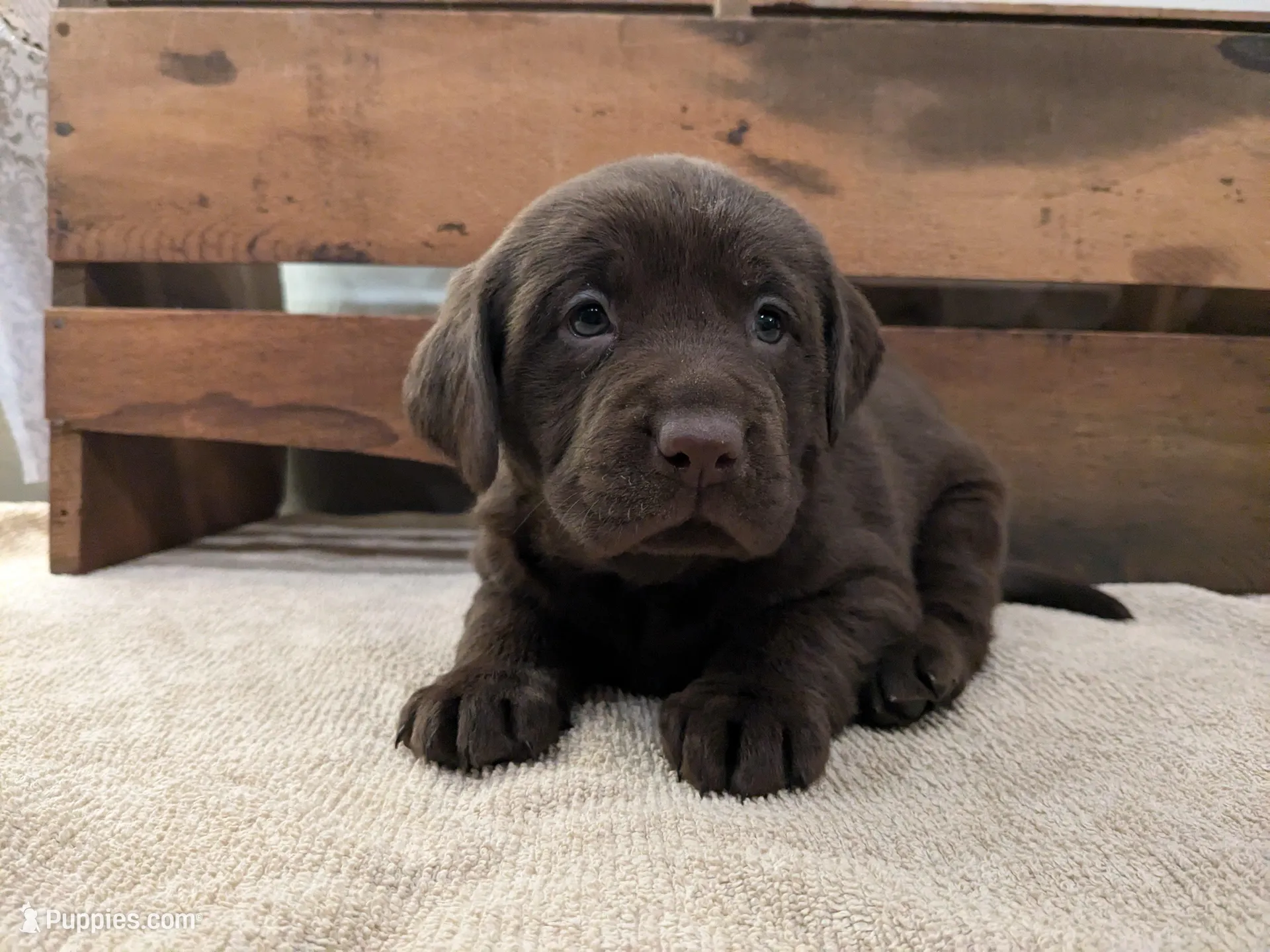 Siegfried – Labrador Retriever puppy for sale in Canon City, CO