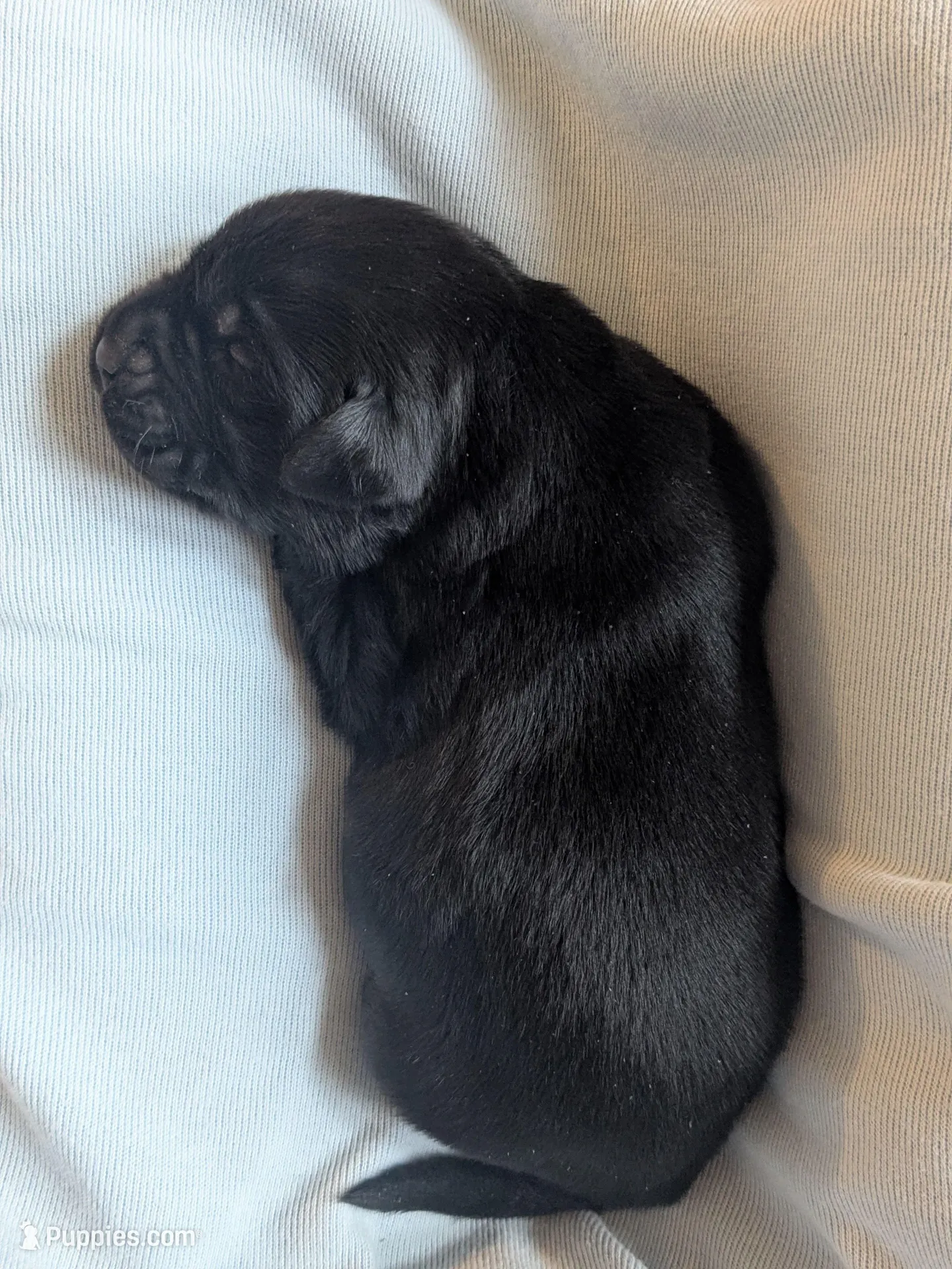 Tristan, a male Labrador Retriever for sale in Canon City, CO – 2 of 9