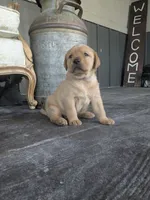 Aspen, a female Labrador Retriever for sale in Canon City, CO – 4 of 5
