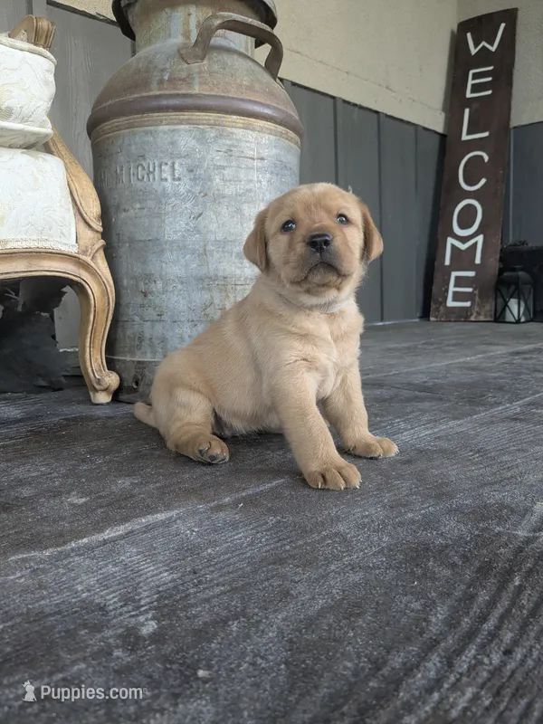 Aspen – Labrador Retriever puppy for sale in Canon City, CO