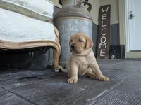 Aurora, a female Labrador Retriever for sale in Canon City, CO – 2 of 5