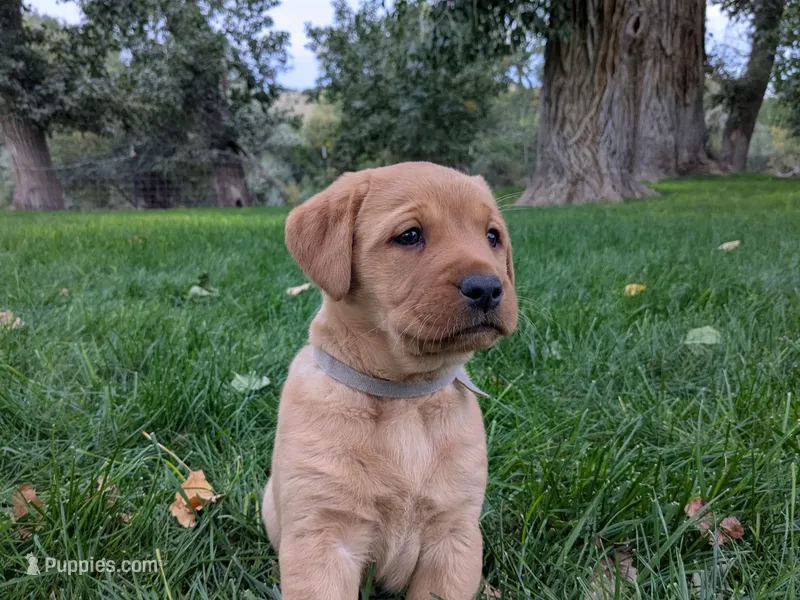 Aspen – Labrador Retriever puppy for sale in Canon City, CO