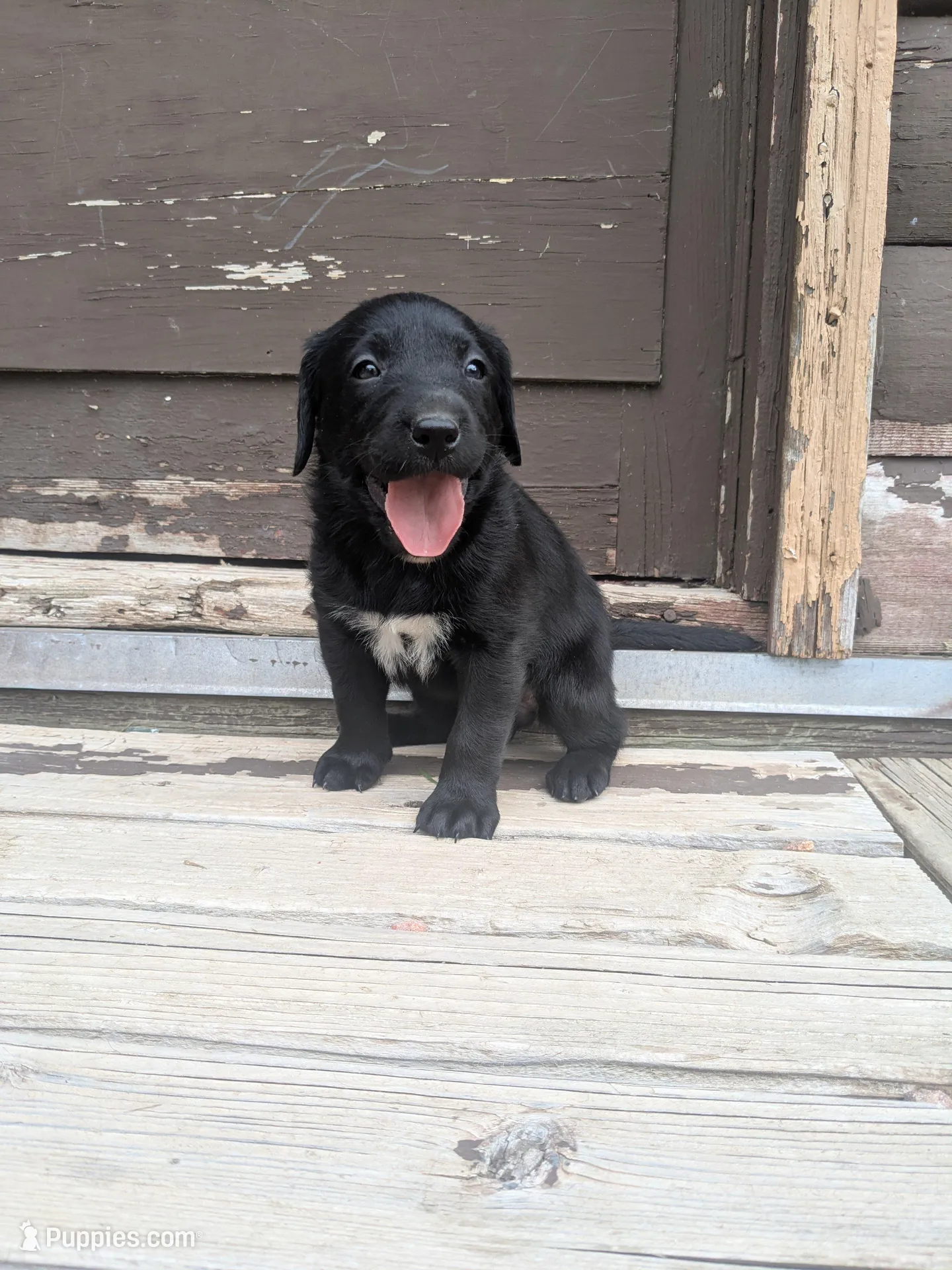 Tristan, a male Labrador Retriever for sale in Canon City, CO – Photo 2 of 6