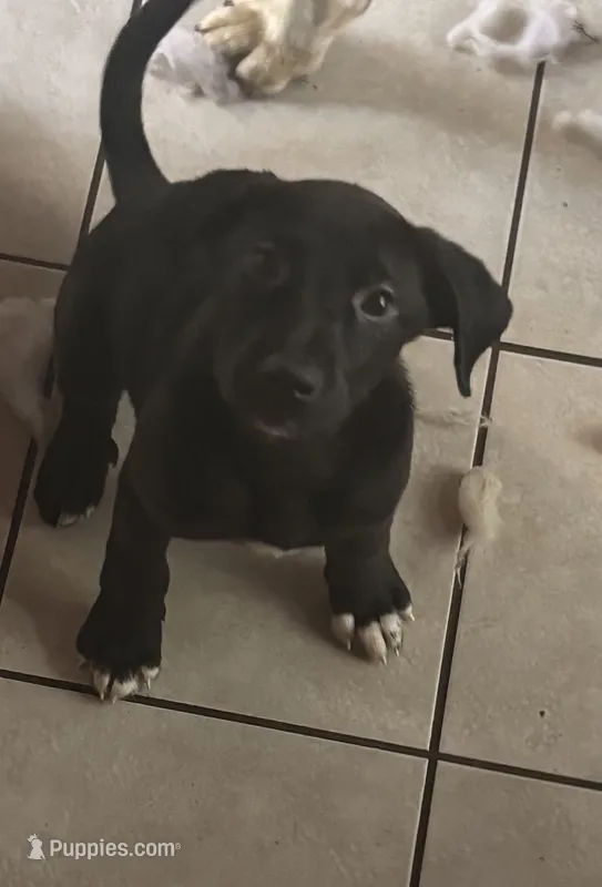 Rex – Labrador Retriever puppy for sale in Memphis, TN