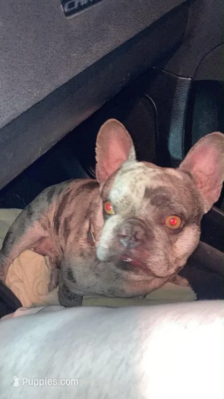 Pluto – French Bulldog puppy for sale in Cleveland, OH