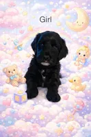 EASTER SALE! Daisy, a female Miniature Goldendoodle for sale in Boca Raton, FL – Photo 2 of 2