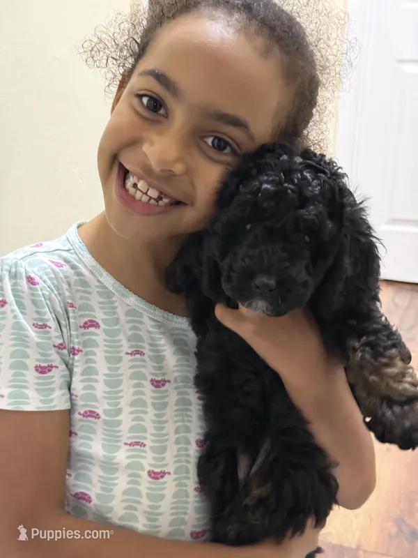 Baby Girl 2 – Miniature Goldendoodle puppy for sale in Boca Raton, FL