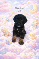 EASTER SALE! Precious Girl, a female Miniature Goldendoodle for sale in Boca Raton, FL – Photo 2 of 2