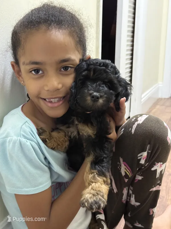 Precious Girl – Miniature Goldendoodle puppy for sale in Boca Raton, FL
