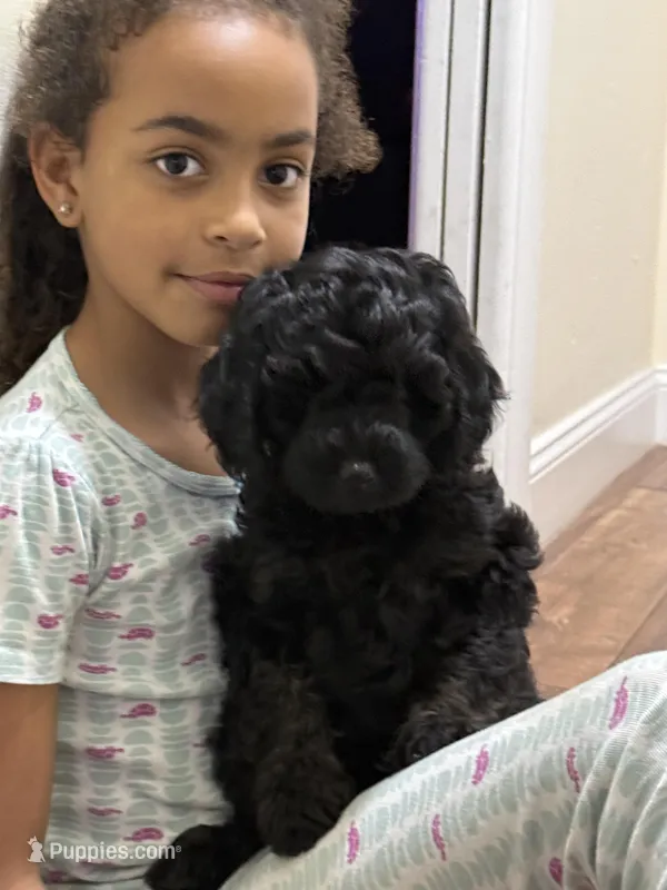 Baby Girl – Miniature Goldendoodle puppy for sale in Boca Raton, FL
