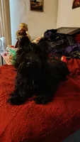 Scottie, a male Scottish Terrier for sale in Flint, MI – 2 of 2