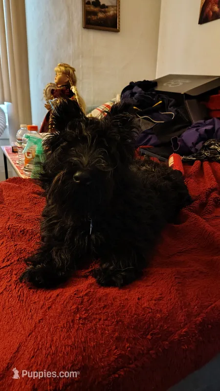 Scottie – Scottish Terrier puppy for sale in Flint, MI