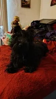 Scottie, a male Scottish Terrier for sale in Flint, MI – 1 of 2