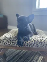 Mickey , a male French Bulldog for sale in Scott, AR – 2 of 3