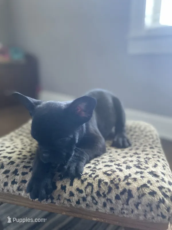Mickey  – French Bulldog puppy for sale in Scott, AR