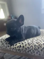 Minnie, a female French Bulldog for sale in Scott, AR – 3 of 6