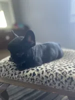 Minnie, a female French Bulldog for sale in Scott, AR – 2 of 6