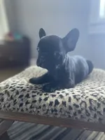 Minnie, a female French Bulldog for sale in Scott, AR – 4 of 6