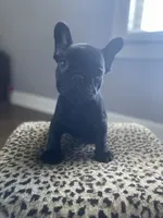 Mouse, a female French Bulldog for sale in Scott, AR – 4 of 4