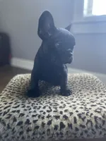Mouse, a female French Bulldog for sale in Scott, AR – 3 of 4