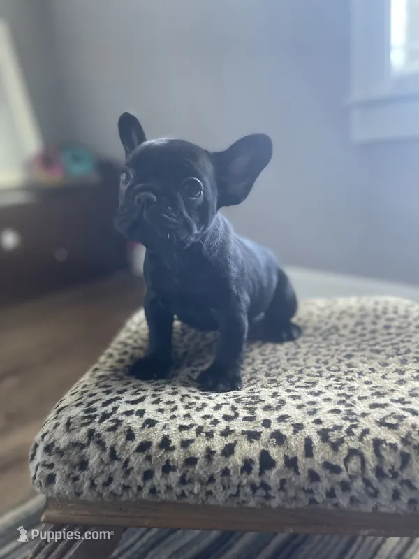 Mouse – French Bulldog puppy for sale in Scott, AR