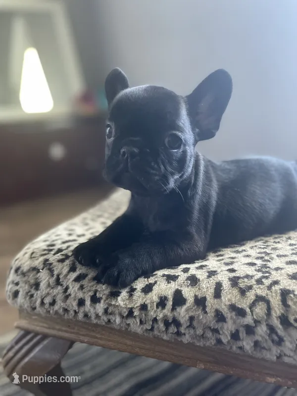 Minnie – French Bulldog puppy for sale in Scott, AR