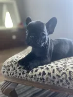 Minnie, a female French Bulldog for sale in Scott, AR – 1 of 6