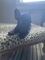 Minnie, a female French Bulldog for sale in Scott, AR – 6 of 6