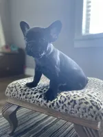 Mickey , a male French Bulldog for sale in Scott, AR – 3 of 3