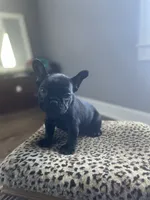 Mouse, a female French Bulldog for sale in Scott, AR – 2 of 4