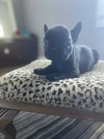Minnie, a female French Bulldog for sale in Scott, AR – 5 of 6