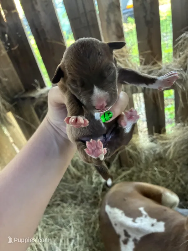 Pepper – Pointer, Mountain Cur puppy for sale in Augusta, GA