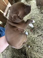 Pepper, a female American Pit Bull Terrier and Pointer for sale in Wrens, GA – 2 of 2