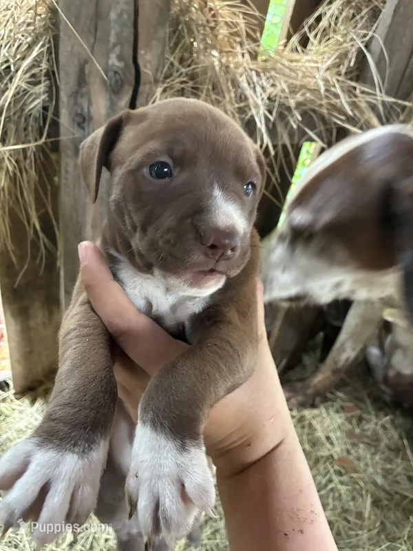 Pepper – American Pit Bull Terrier, Pointer puppy for sale in Wrens, GA