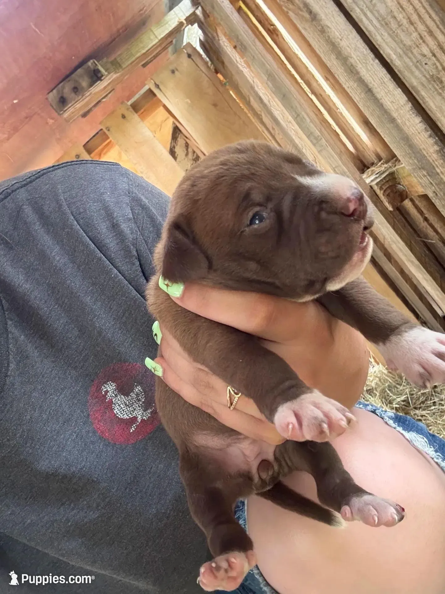 Pepper, a female American Pit Bull Terrier and Pointer for sale in Wrens, GA – Photo 1 of 2