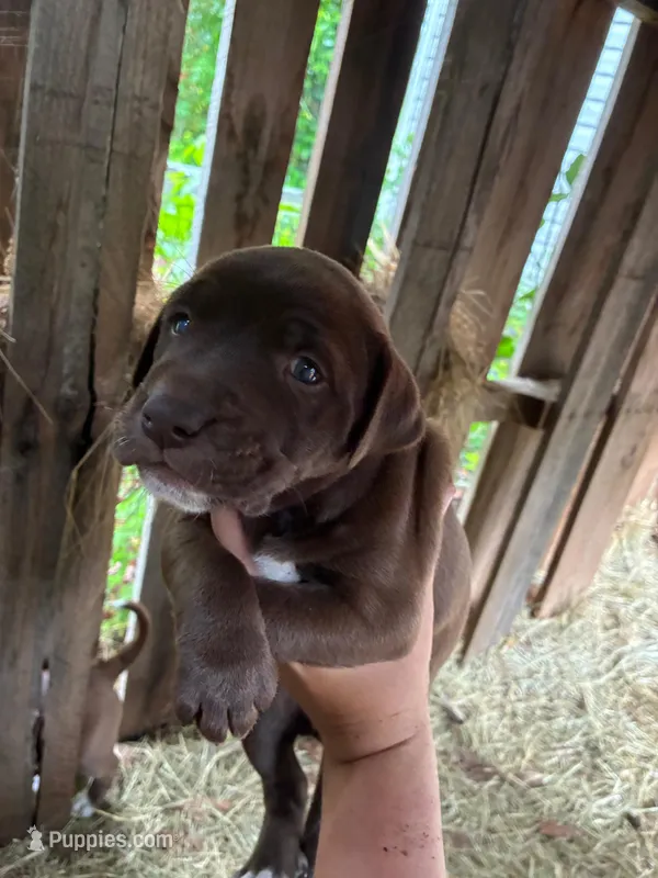 Brownie – American Pit Bull Terrier, Pointer puppy for sale in Wrens, GA