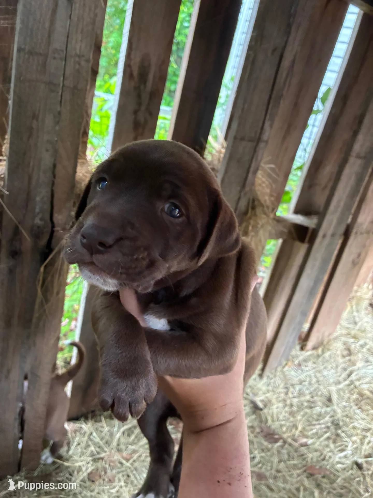 Brownie, a female American Pit Bull Terrier and Pointer for sale in Wrens, GA – 1 of 2