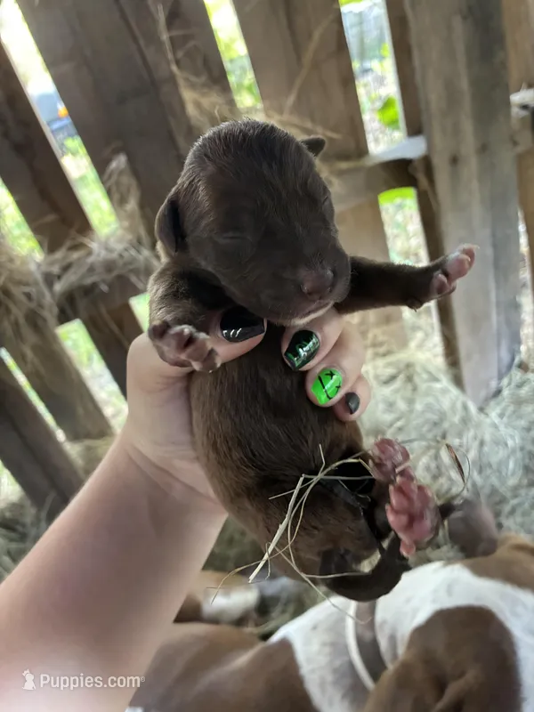 Brownie – Pointer, Mountain Cur puppy for sale in Augusta, GA