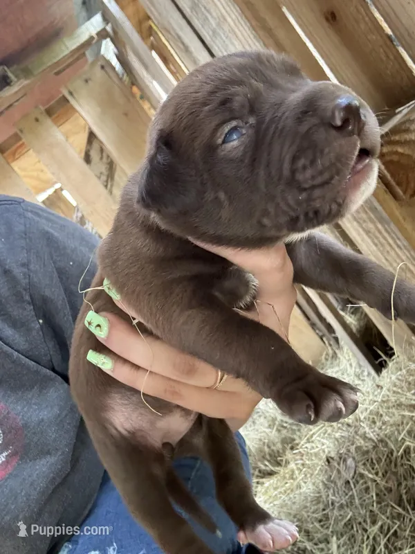 Brownie – American Pit Bull Terrier, Pointer puppy for sale in Wrens, GA
