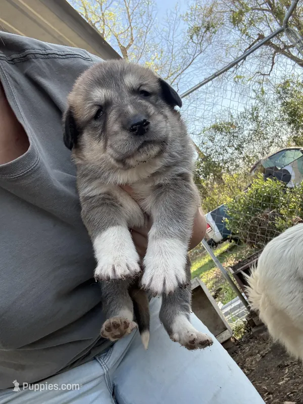 Bear – Great Pyrenees, Labrador Retriever puppy for sale in Wrens, GA