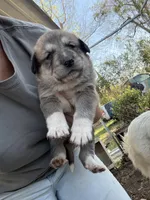 Bear, a male Great Pyrenees and Labrador Retriever for sale in Wrens, GA – Photo 1 of 2