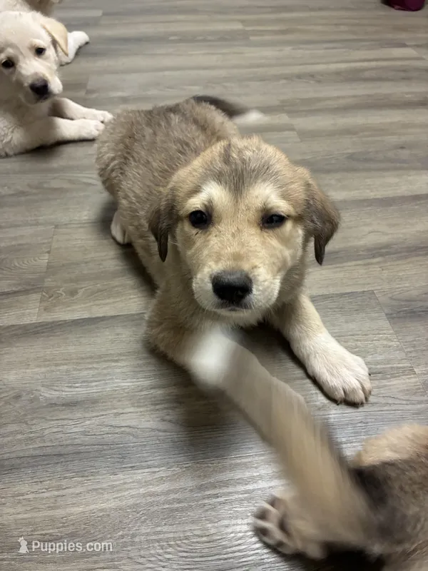 Bear – Great Pyrenees, Labrador Retriever puppy on hold in Wrens, GA