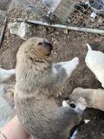 Bear, a male Great Pyrenees and Labrador Retriever for sale in Wrens, GA – Photo 2 of 2