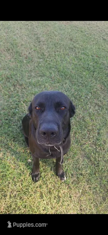 Free – Labrador Retriever puppy for sale in Augusta, GA