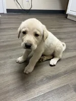 Ghost, a male Great Pyrenees and Labrador Retriever for sale in Wrens, GA – Photo 3 of 6