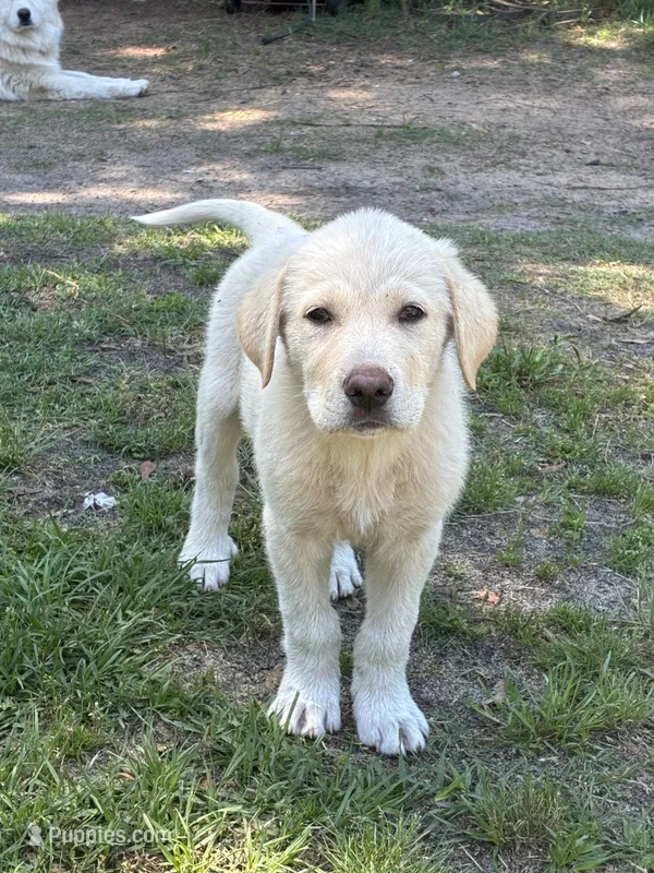 Ghost – Great Pyrenees, Labrador Retriever puppy for sale in Wrens, GA